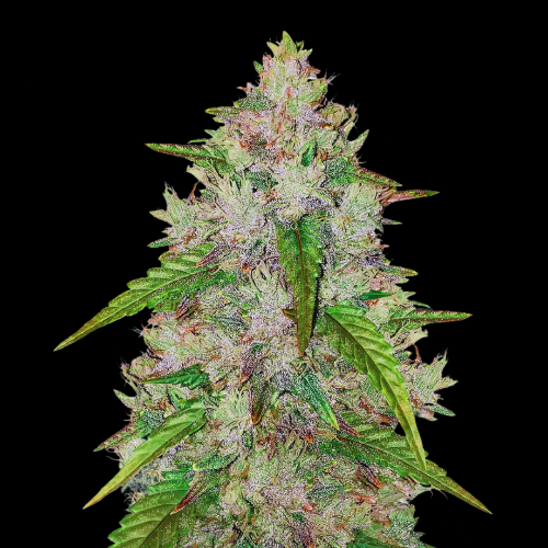 Mr. Mystic Seeds