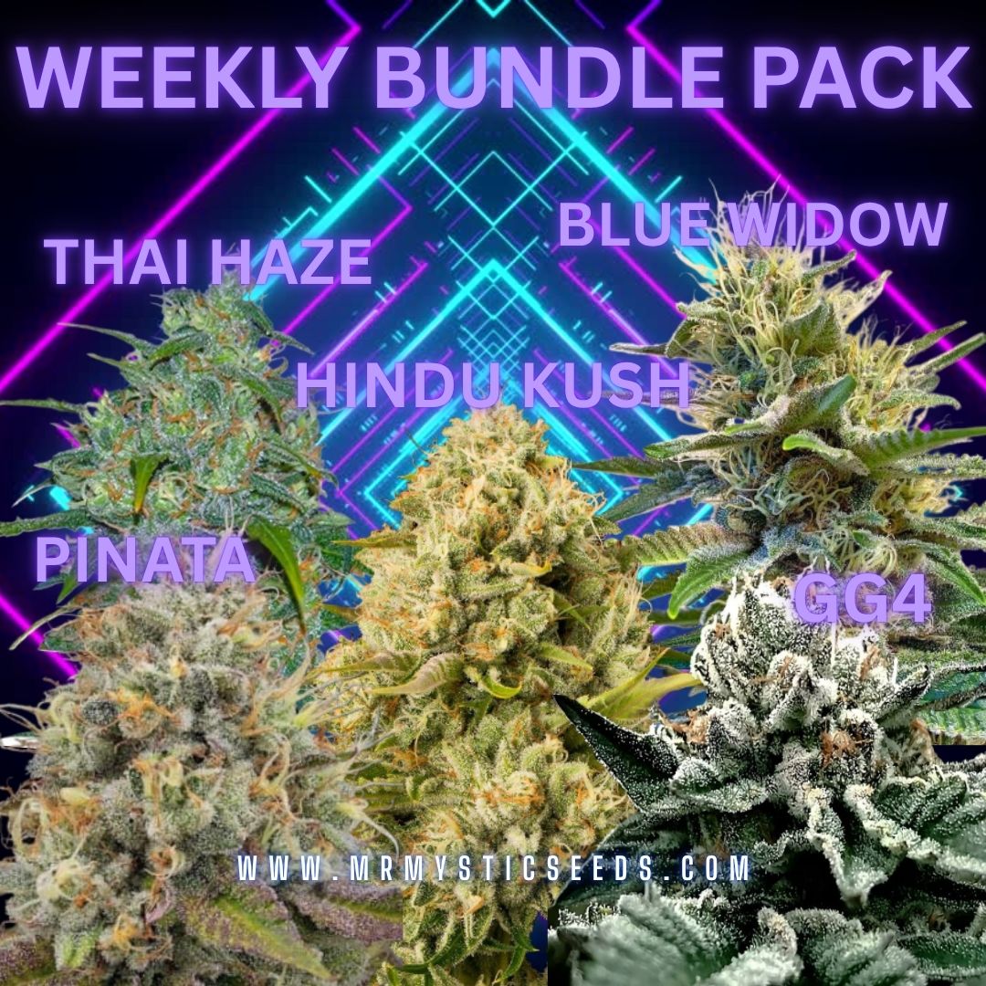 Mr. Mystic Seeds