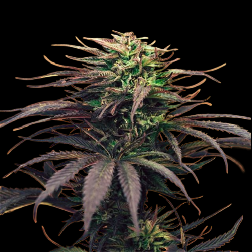 Mr. Mystic Seeds