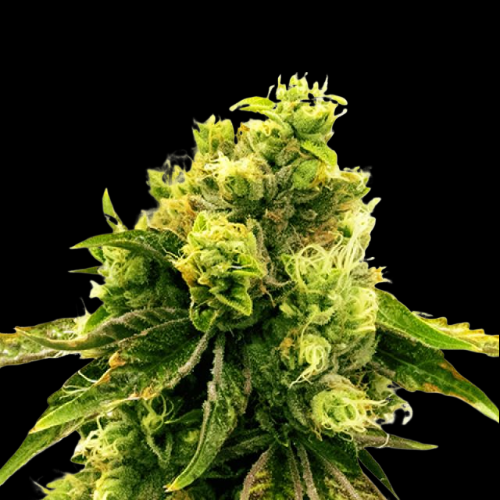 Mr. Mystic Seeds