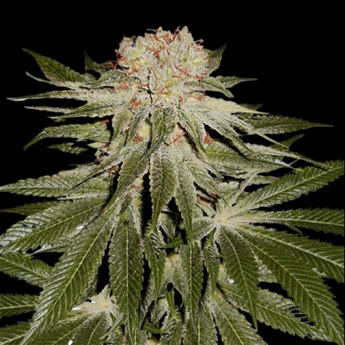 Mr. Mystic Seeds