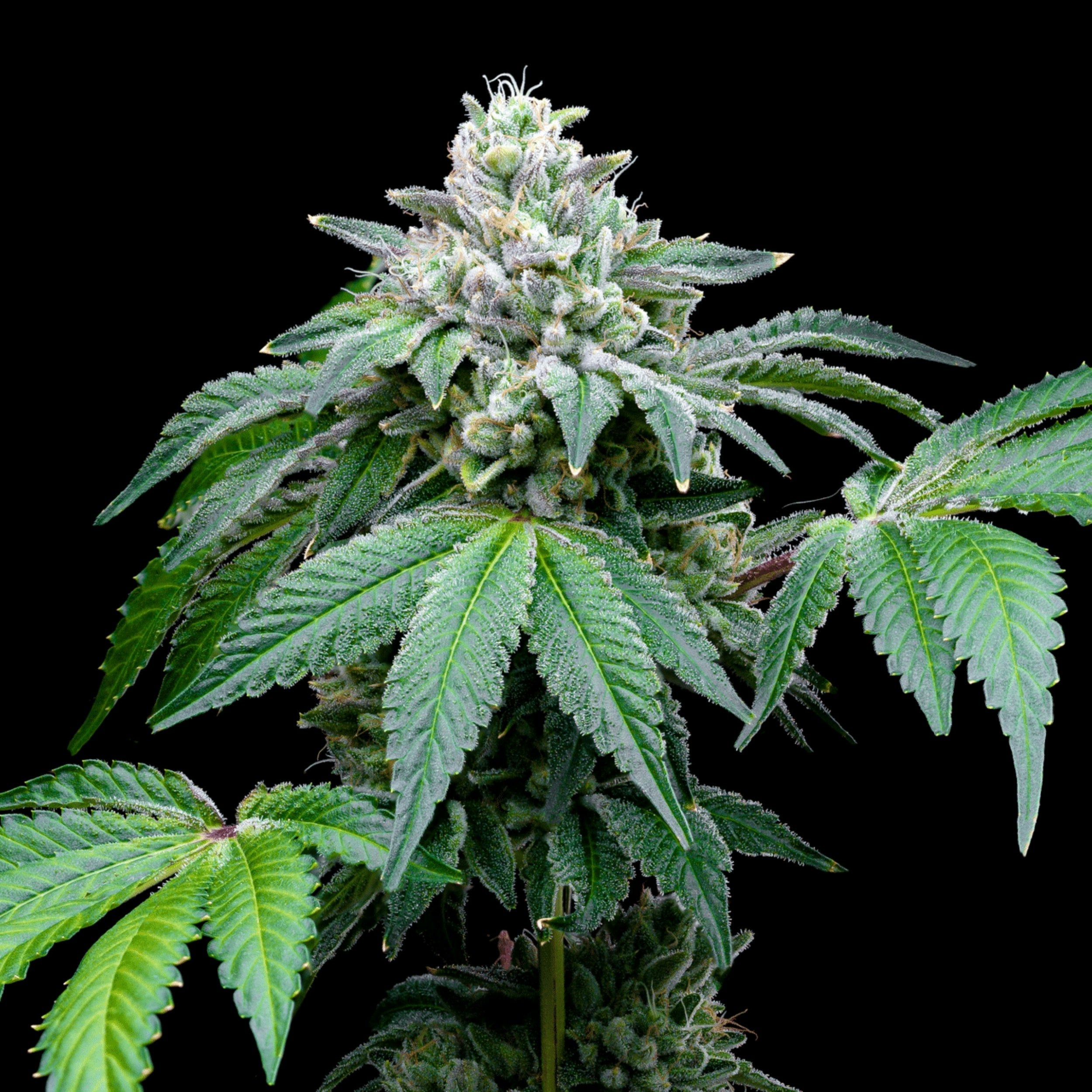 marijuana plant, cannabis plant