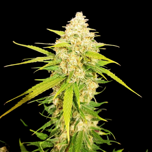 Mr. Mystic Seeds