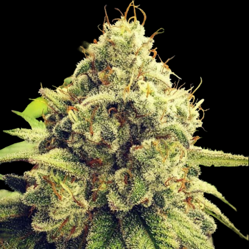 Mr. Mystic Seeds