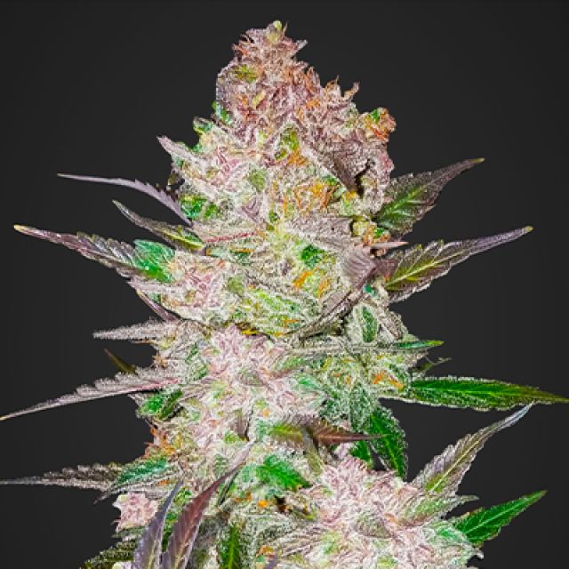 Mr. Mystic Seeds