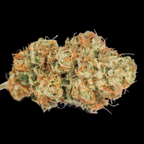 Tangie - PHOTO - REQUESTED