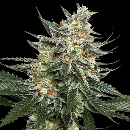 Mr. Mystic Seeds