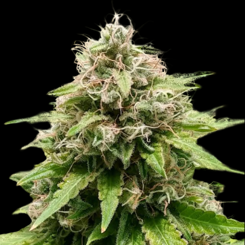 Mr. Mystic Seeds