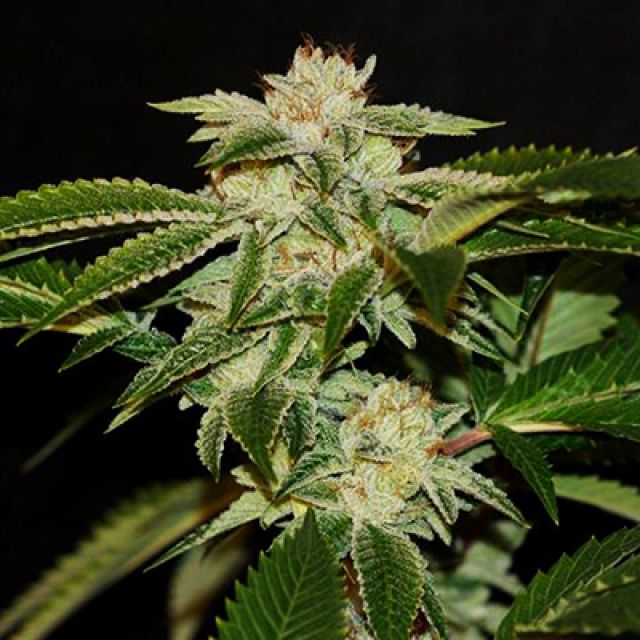 Mr. Mystic Seeds