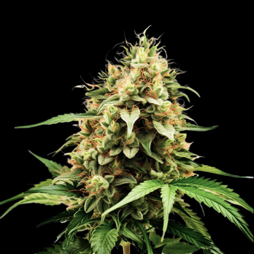 Mr. Mystic Seeds