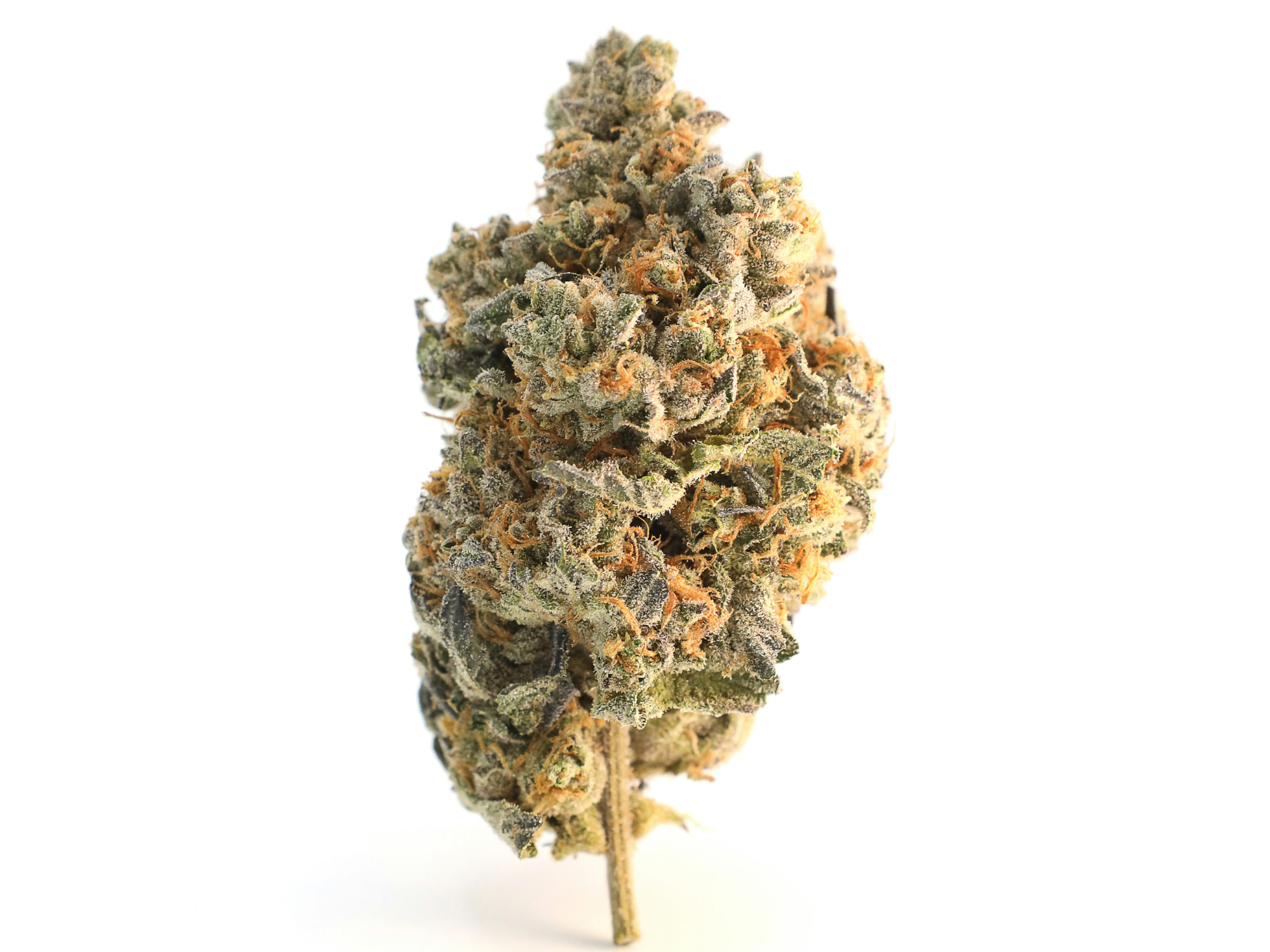 Jack Wreck - 3 Feminized Auto Flower Cannabis Seeds