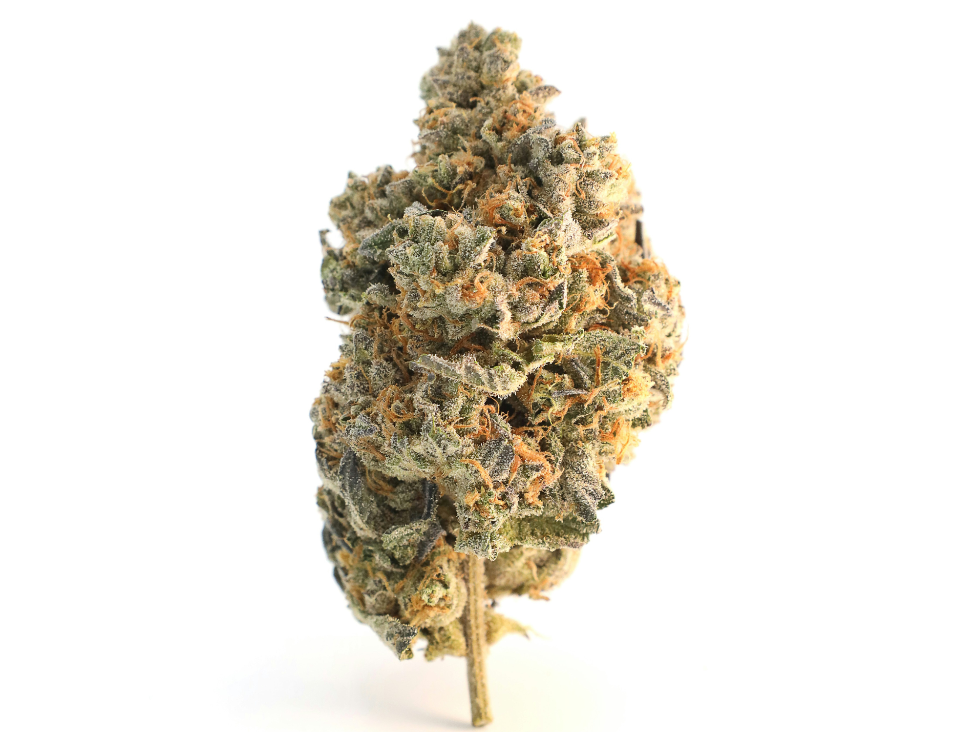 Jack Wreck - 3 Feminized Auto Flower Seeds