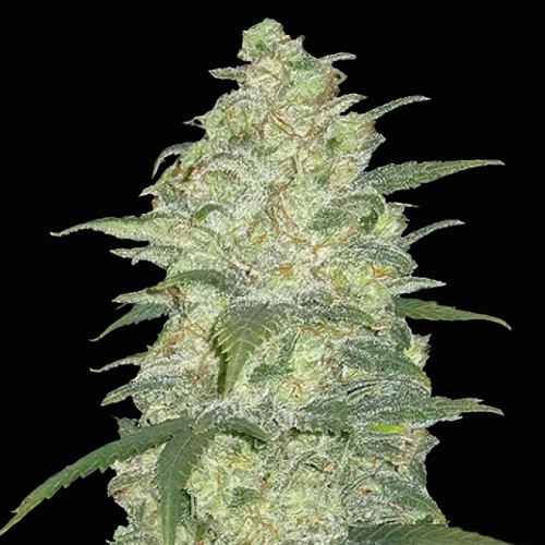 Mr. Mystic Seeds