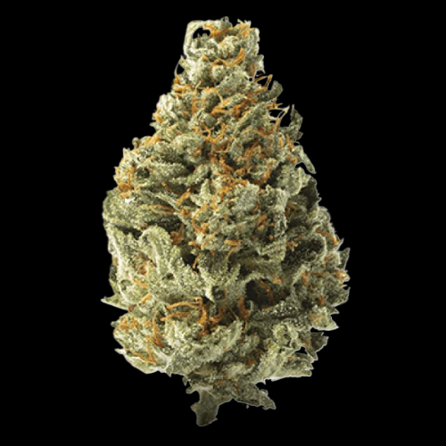 White Runtz - PHOTO - REQUESTED