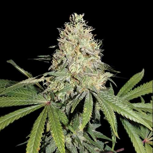 Mr. Mystic Seeds