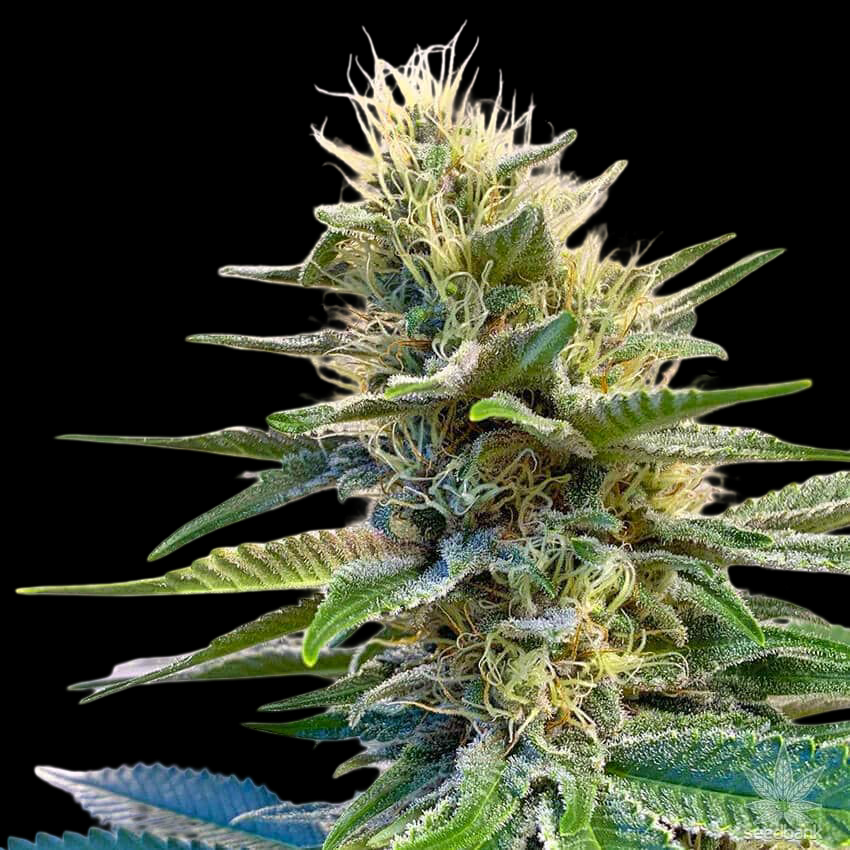 Mr. Mystic Seeds