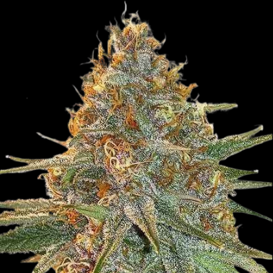 Mr. Mystic Seeds