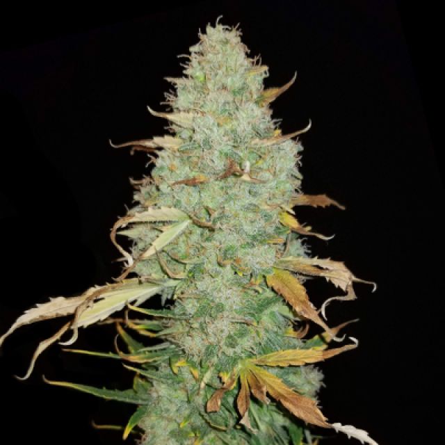 Mr. Mystic Seeds