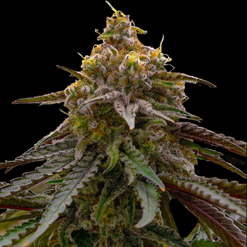 Mr. Mystic Seeds