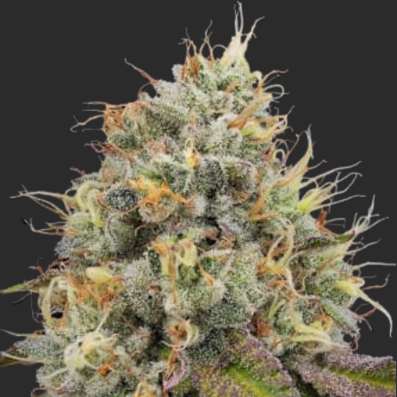 Mr. Mystic Seeds